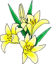 drawing of white lilies
