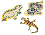 drawing of reptiles