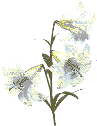 Lillies opening
